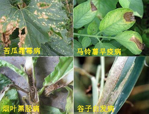 瑞毒霉杀菌剂防治病害