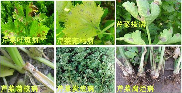 芹菜常见病害症状表现