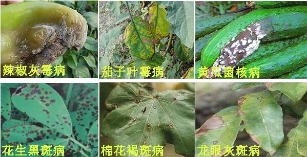 摩丹1號殺菌劑防治病害種類
