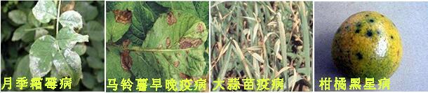 摩丹2號殺菌劑防治病害1