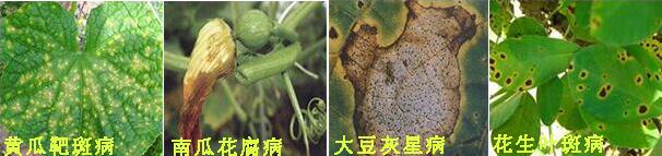 摩丹2號殺菌劑防治病害2