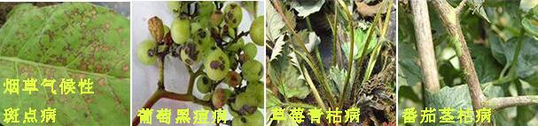 摩丹2號殺菌劑防治病害3