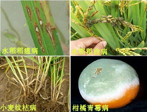摩丹4號殺菌劑防治病害種類