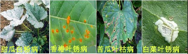 摩丹3号杀菌剂防治病害1