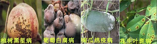 摩丹3号杀菌剂防治病害2
