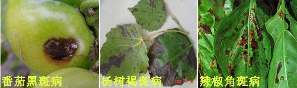 摩丹3号杀菌剂防治病害3