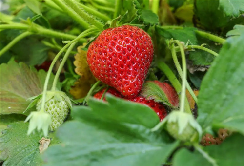 草莓膨大期追肥