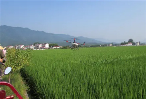 水稻施液肥增产情况